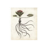 roots_20_170